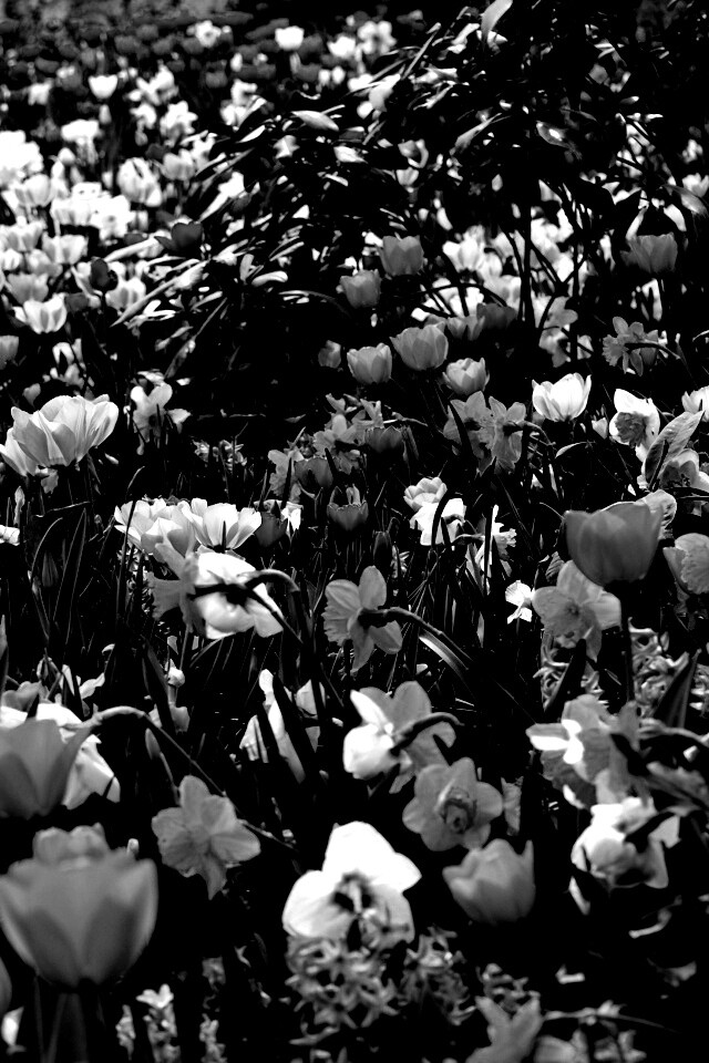 Поляна со множеством цветов обои