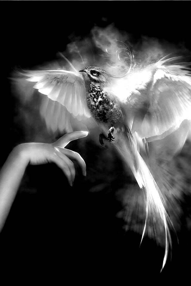 Феникс обои