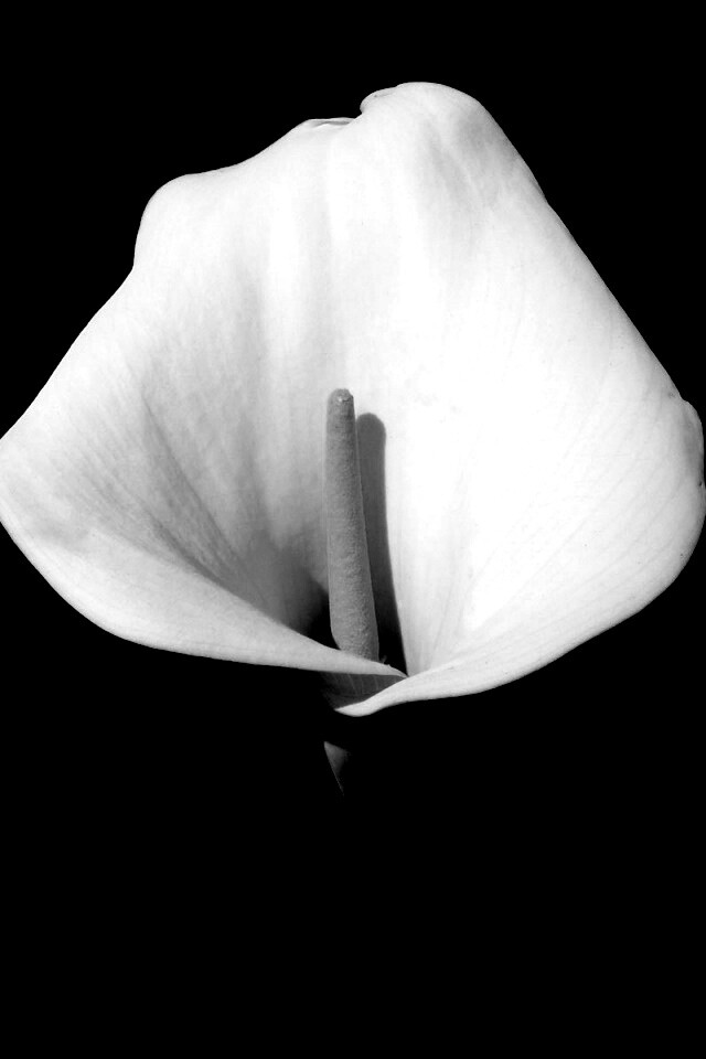 Цветок калла обои