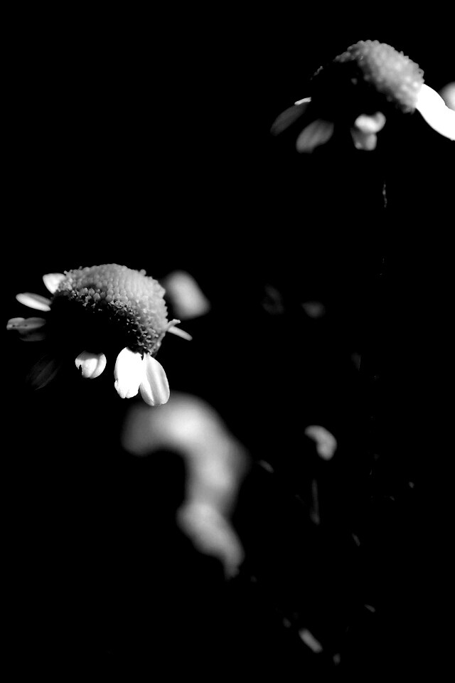 Стремный лепестун обои