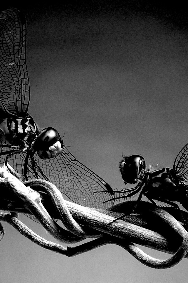 Две стрекозы обои