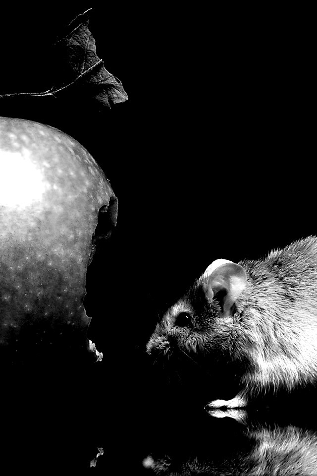 Мышь надкусила яблоко обои