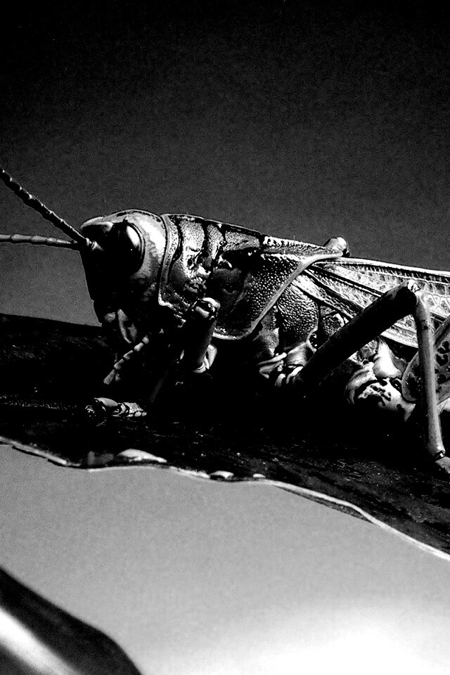 Сверчек на листе обои