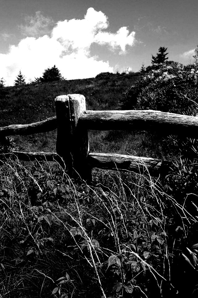 В поле обои