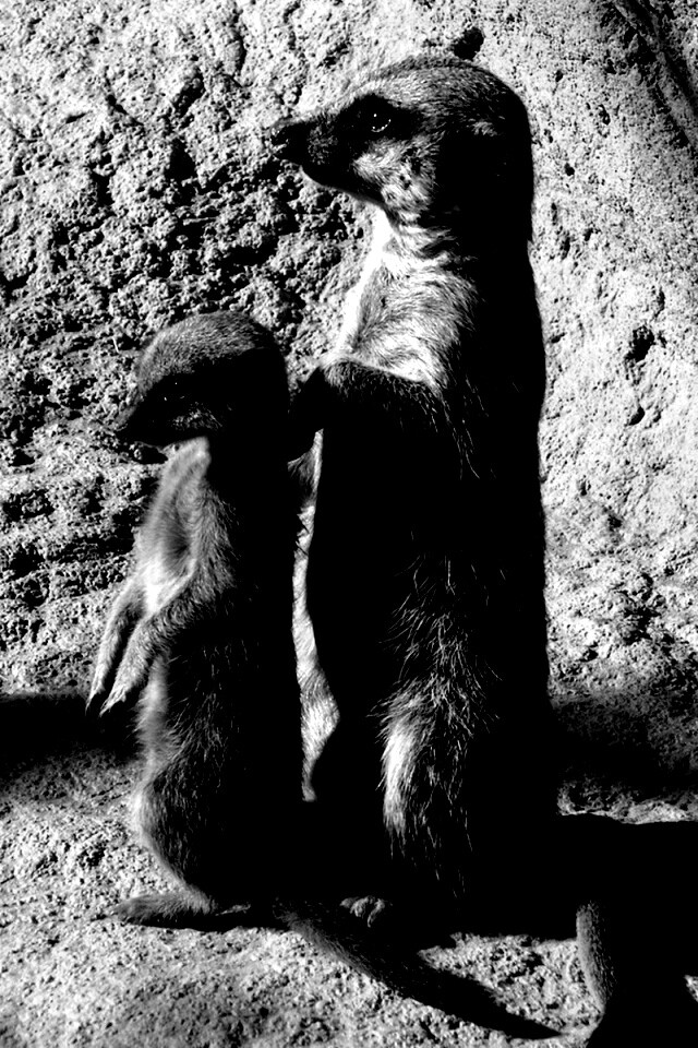 Сурикаты на страже отчизны обои