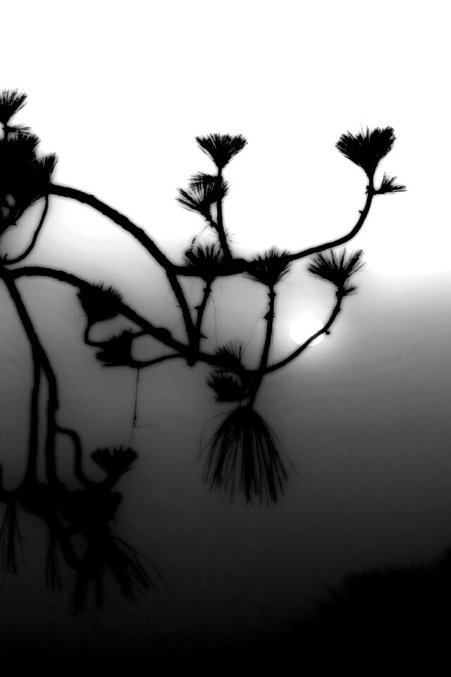 Ленкоранская акация на фоне синего заката обои