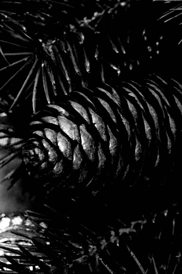 Шишка на елке обои