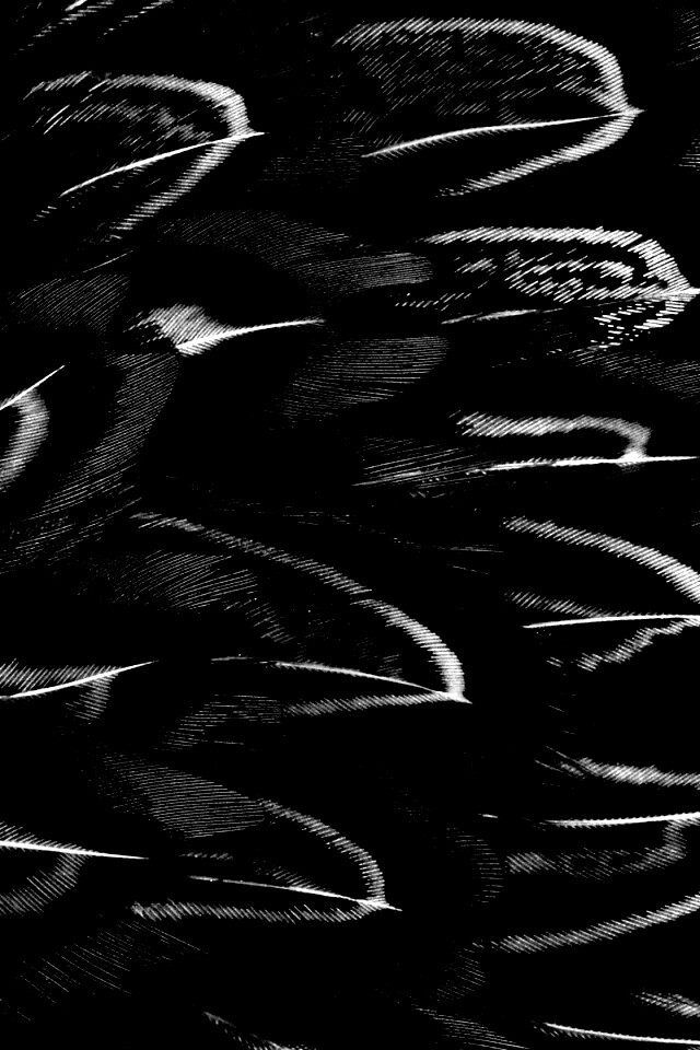 Красивые перья обои