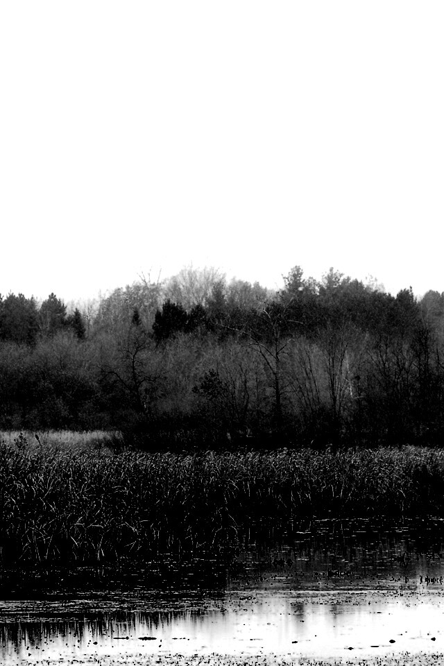 Живописные болота обои