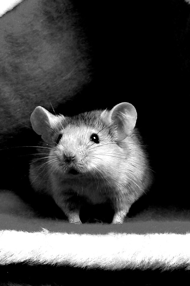 Толстый новогодний мышонок обои