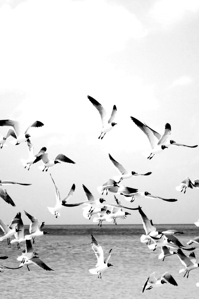 Стая взлетающих чаек обои