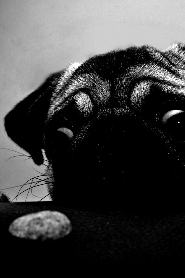 Собака нашла печеньку обои