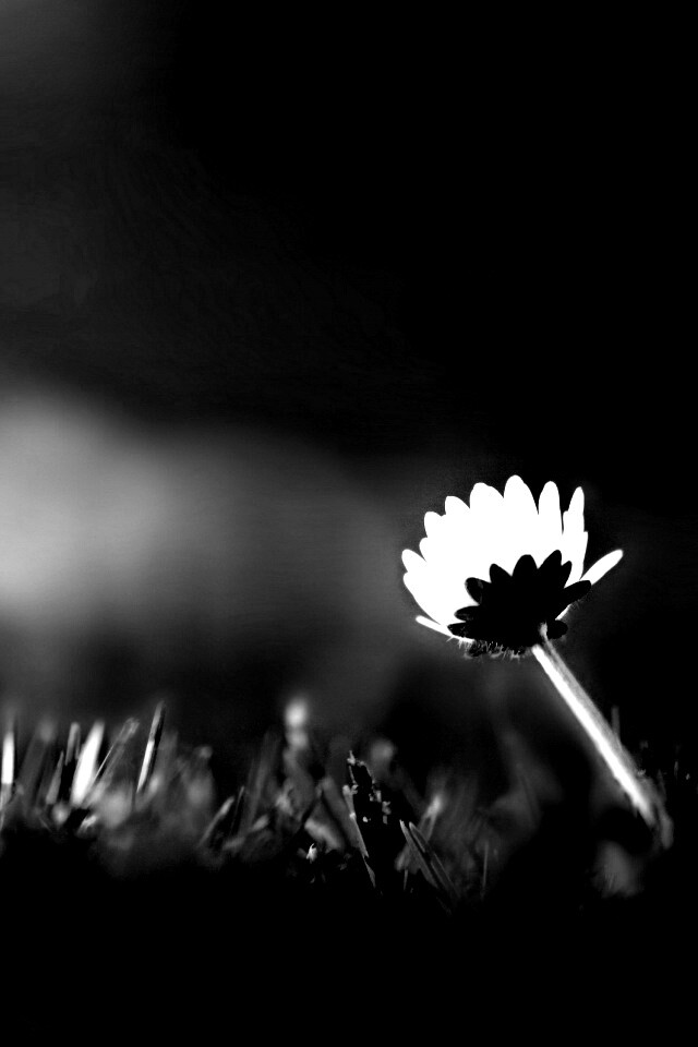 Цветок на траве обои