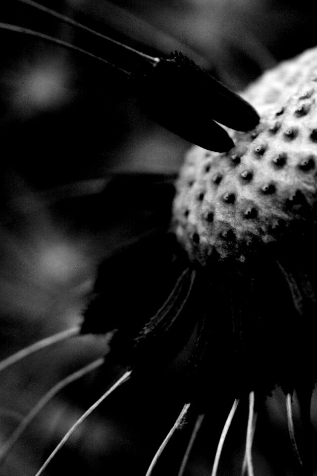 Лысеющий одуванчик обои