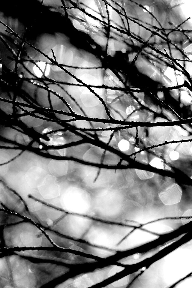 Мокрые ветви дерева обои