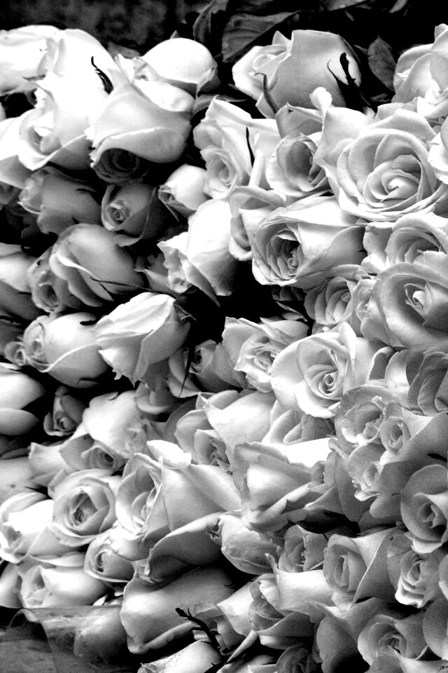 Букеты светлых роз обои