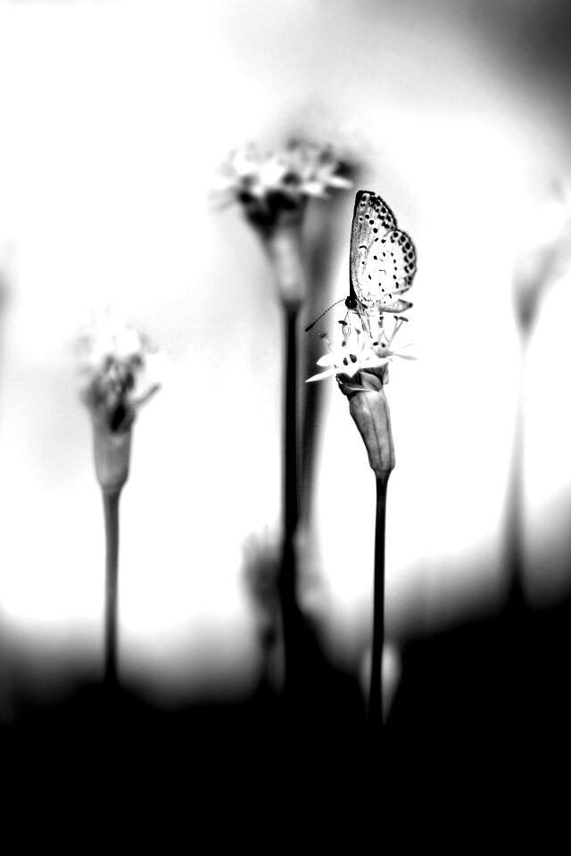 Бабочка на цветке обои