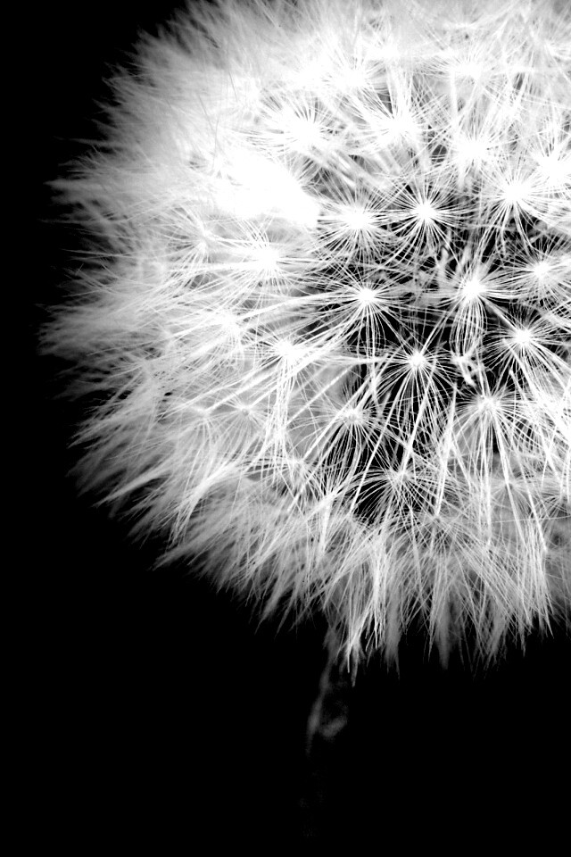 Одуванчик обои