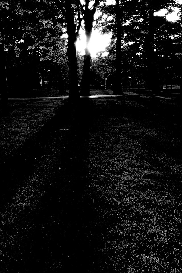 Лучи солнца сквозь листву деревьев обои