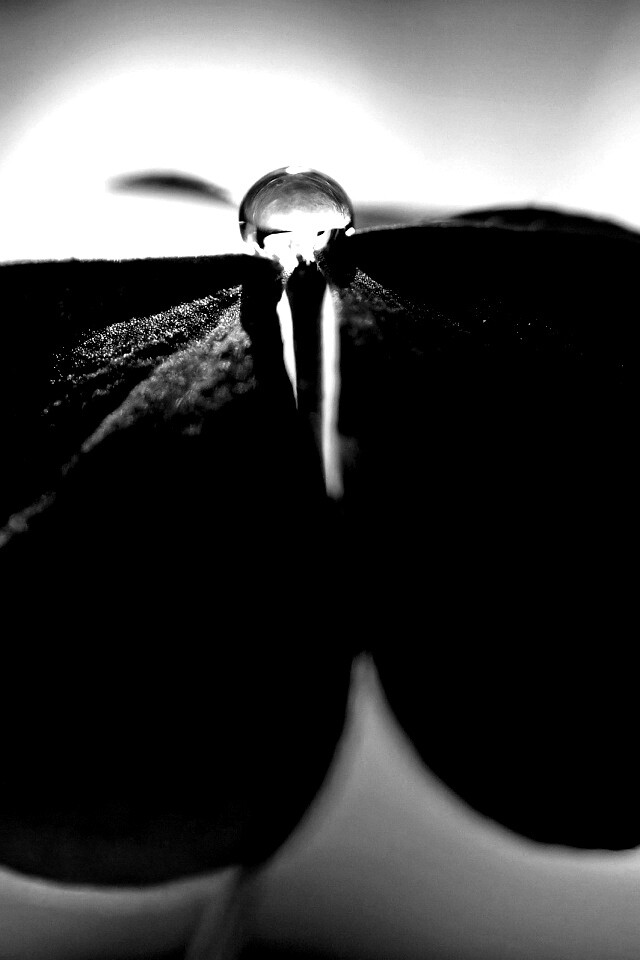 Зеленые листики и капелька воды обои