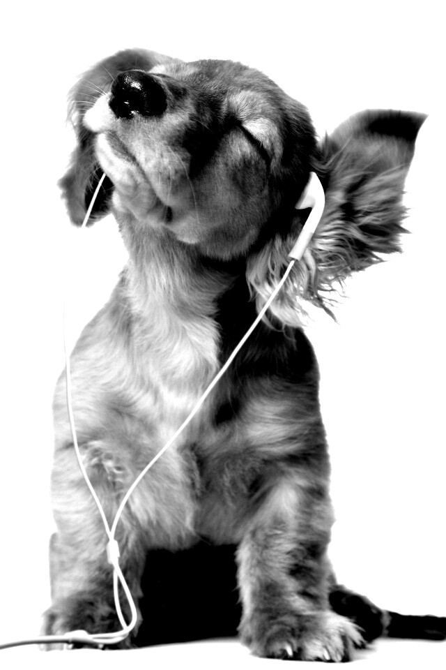 Щенок в наушниках обои