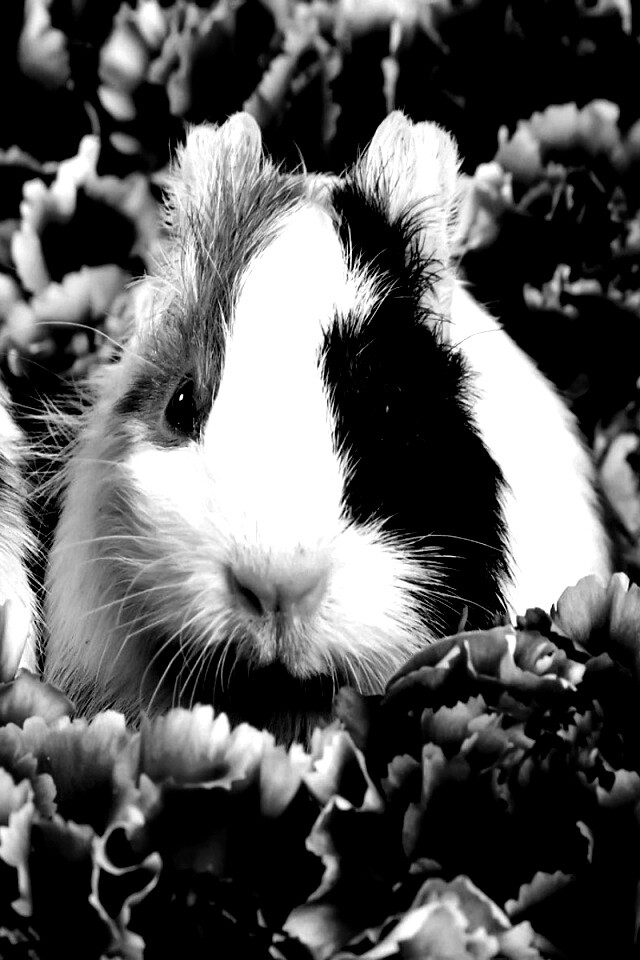 Морские свинки в гвоздиках обои