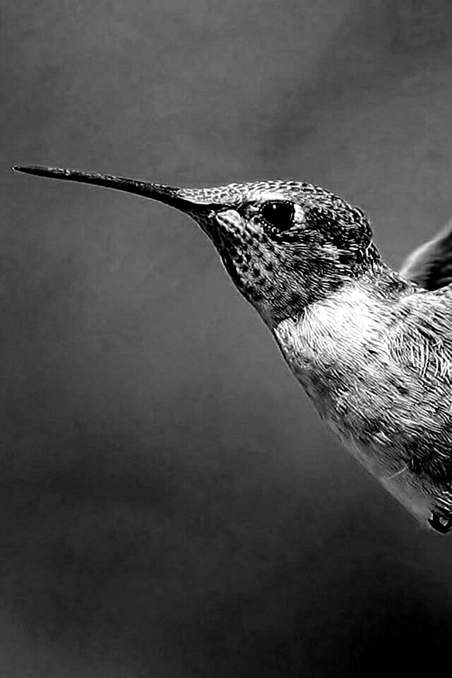 Колибри в полёте обои