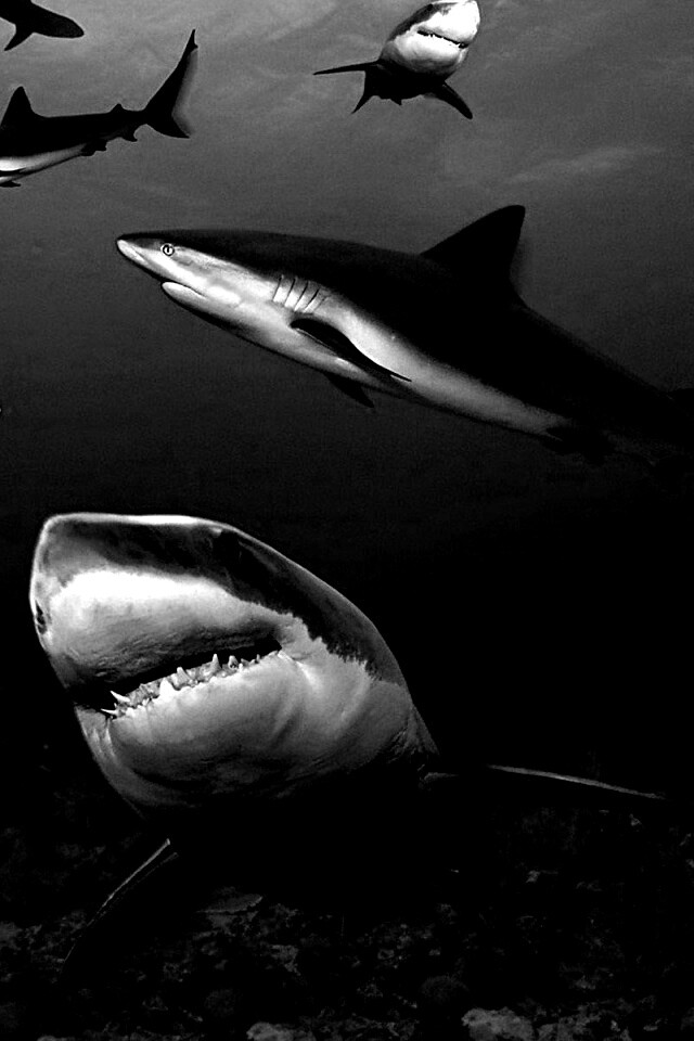 Стая акул обои