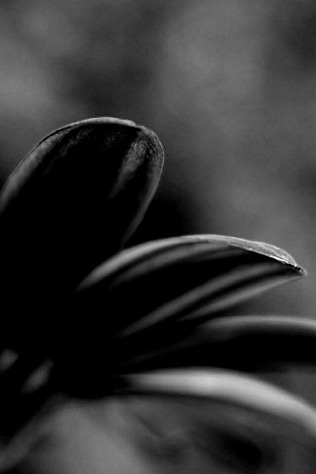 Макро фото цветка обои