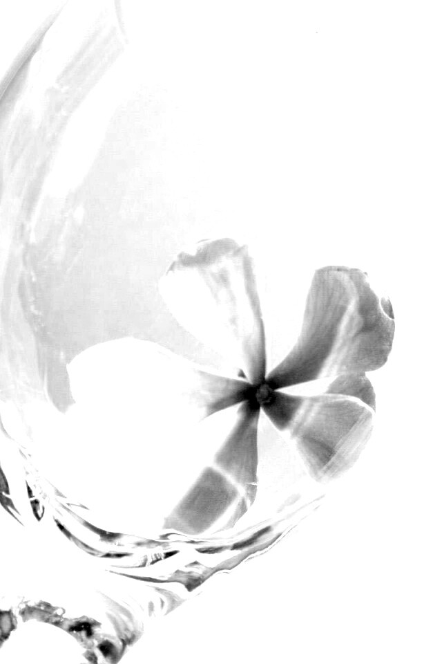 Нежный цветок в бокале на фоне голубого неба обои