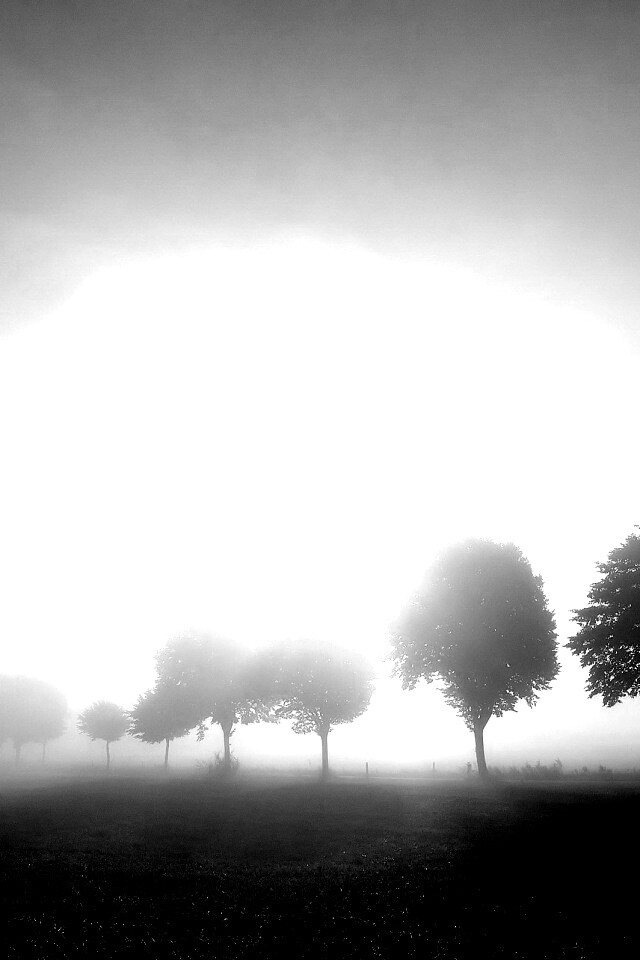 Деревья в поле обои