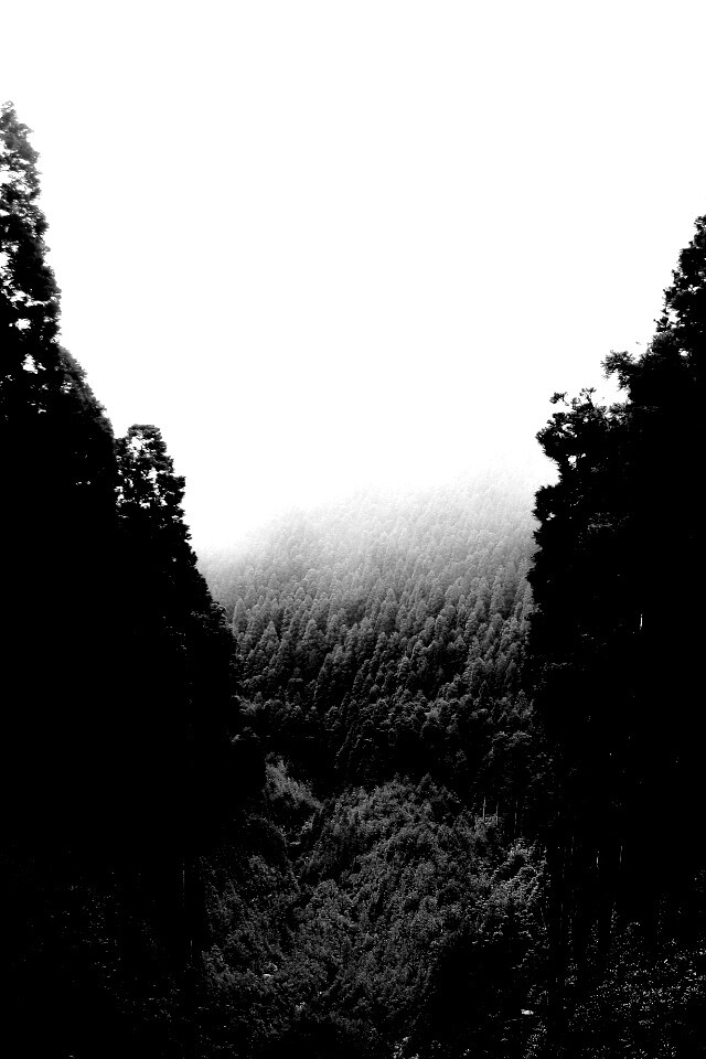 Густой лес обои