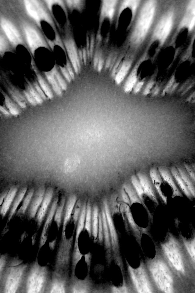 Макро фото киви в разрезе обои