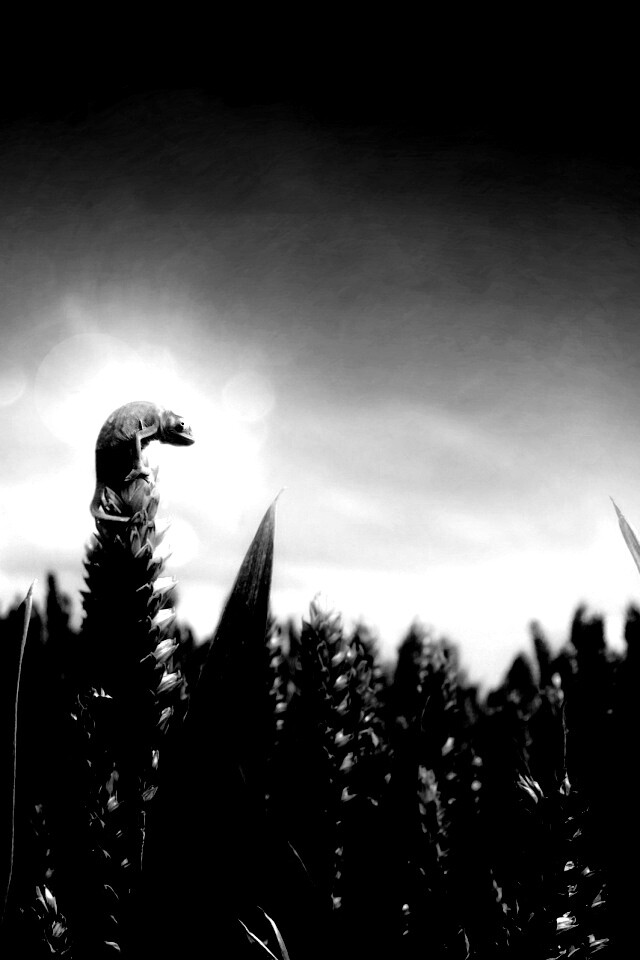 Маленький хамелеон на травинке обои