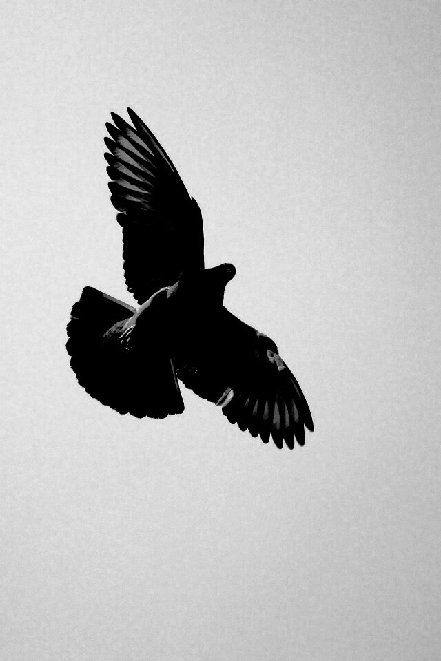 Голубь в полёте обои