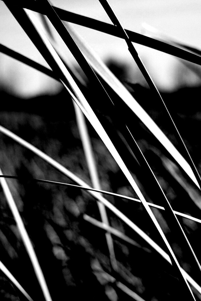 Желтая трава обои