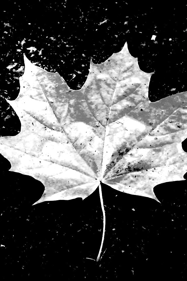 Желтый лист обои