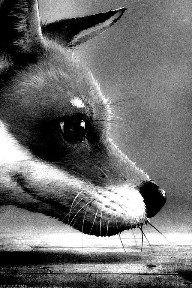 Лиса и жук обои