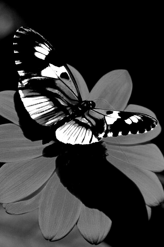 Бабочка на цветке обои