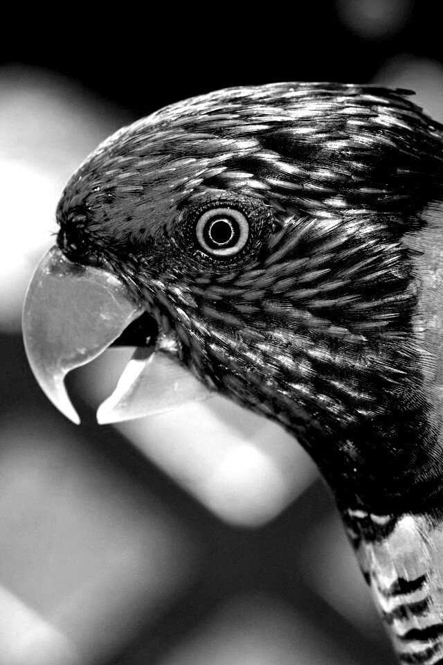 Красноглазйы попугай обои