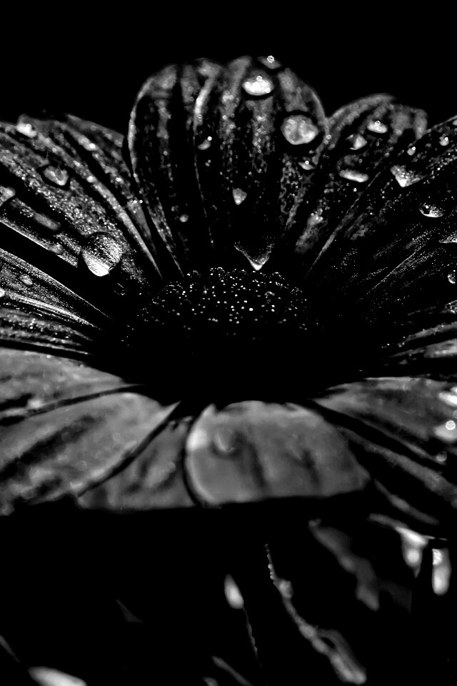 Мокрый от росы фиолетовый цветок обои