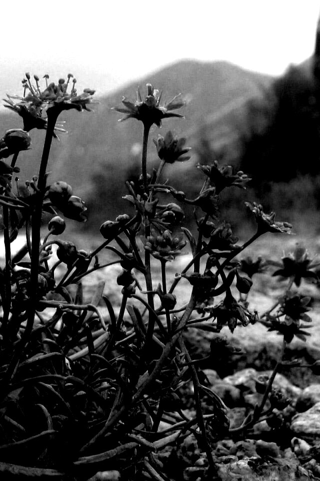 Горные цветы обои