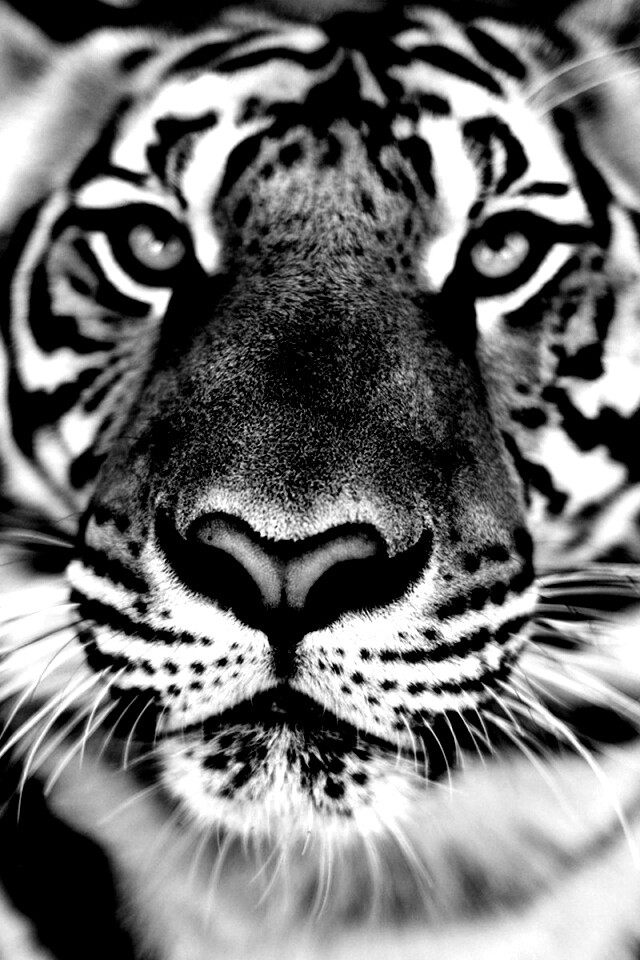 Красавец тигр обои