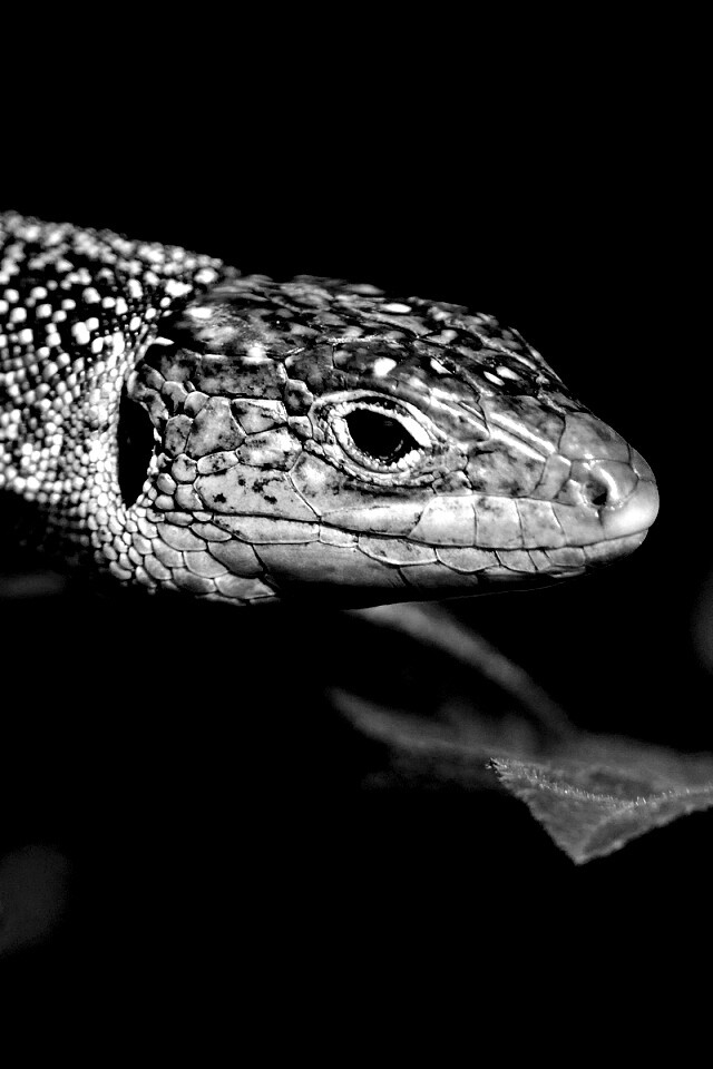 Ящерка на листьях обои