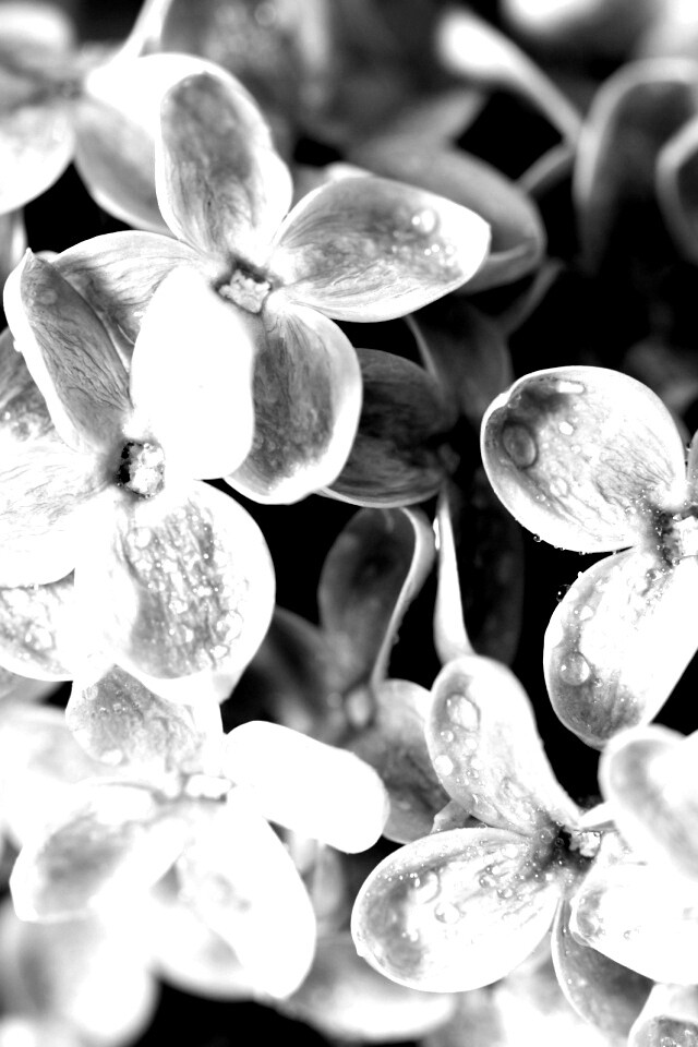 Цветы сирени обои