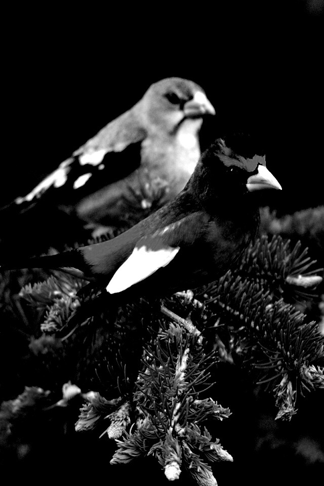 Птички с зелёными клювами обои