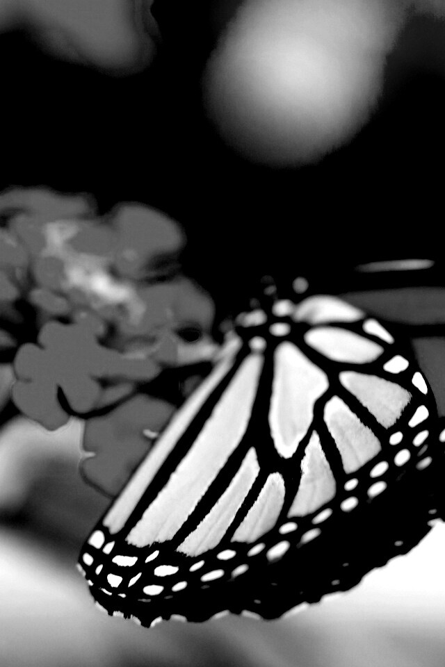 Бабочка на цветке в макро обои