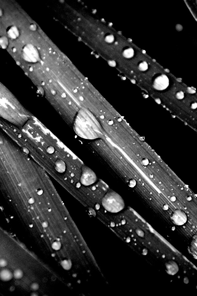 Капли на траве обои