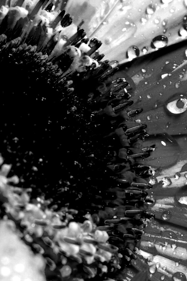 Цветик семицветик обои