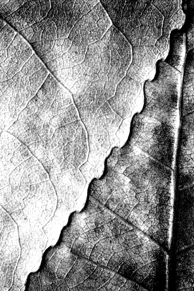 Текстура желтых увядших листьев обои